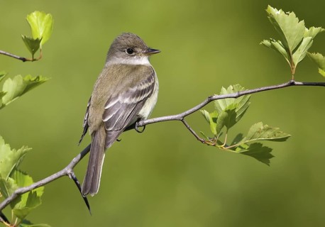 Willow Flycatcher (Empidonax traillii), Maryland, USA