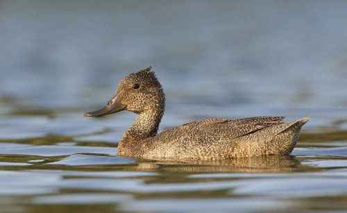 Freckled Duck (Stictonetta naevosa) female, Australian Capital Territory, Australia