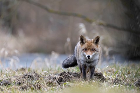 Red fox (Vulpes vulpes), Bitburg, Rhineland-Palatinate, Germany