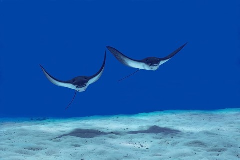 Two elegant spotted eagle rays gracefully glide over the sandy seabed in the crystal-clear waters