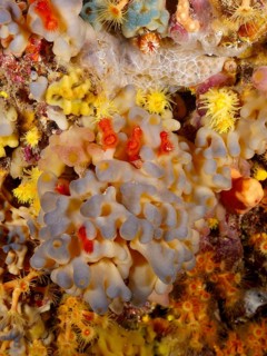 Multicoloured coral formation with predominantly yellow and red elements as well as a blue flesh
