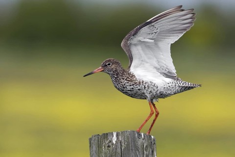 Common Redshank (Tringa totanus) flapping, Texel, Netherlands