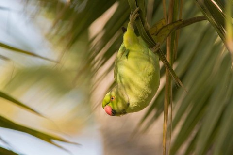 Rose-ringed Parakeet (Psittacula krameri) female, La Orotava, Tenerife