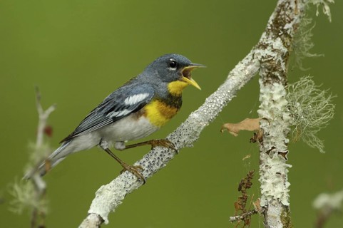 Northern Parula (Setophaga americana) singing, Texas, USA