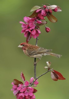 Purple Finch (Haemorhous purpureus) male, British Columbia, Canada