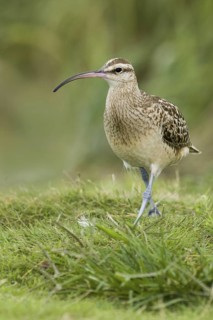 Bristle-thighed Curlew (Numenius tahitiensis), Hawaii, USA