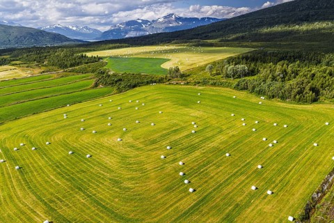 White wrapped hay bales in a green field, snow-covered mountains in the background, aerial view,