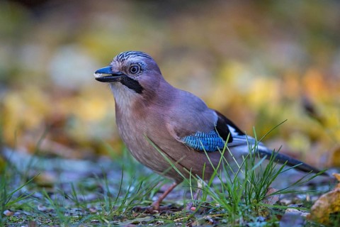 Eurasian Jay (Garrulus glandarius) perched on the ground with broken hazelnut in its beak Bavaria,