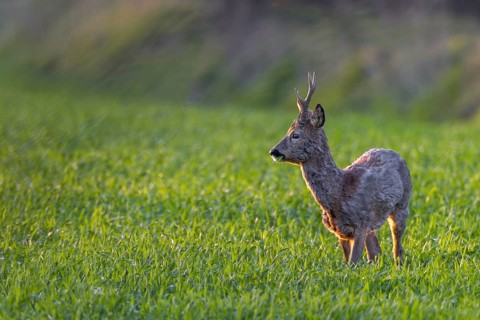 In April, roebucks (Capreolus capreolus) wear new antlers, the change of coat has begun and nature