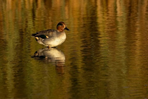 Common teal (Anas crecca) duck adult male bird standing in a shallow lagoon, RSPB Titchwell nature