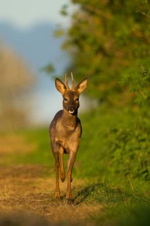 Roe deer (Capreolus capreolus) adult male roebuck animal running along a hedgerow in summer,