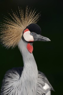 Gray crowned-crane (Balearica regulorum), portrait, captive, occurrence in Africa