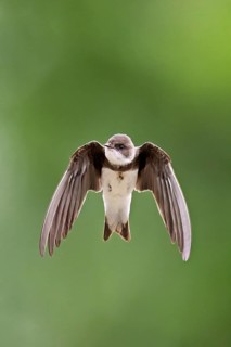 Sand martin (Riparia riparia), in flight, Reussegg nature reserve, Canton Aargau, Switzerland
