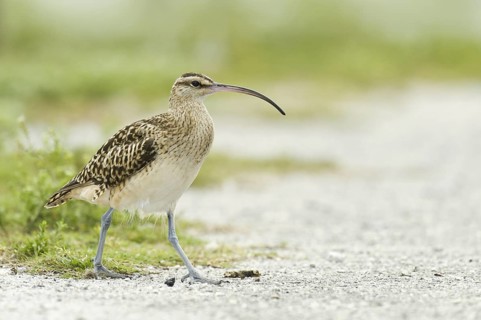 Bristle-thighed Curlew (Numenius tahitiensis), Hawaii, USA