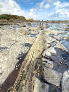 Petrified wood at the Penguin Walk and Petrified Forest, Curio Bay, South Island, New Zealand,
