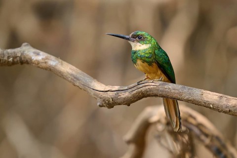 A small, colourful bird sits on a dry branch against a blurred background, Rufous-tailed jacamar