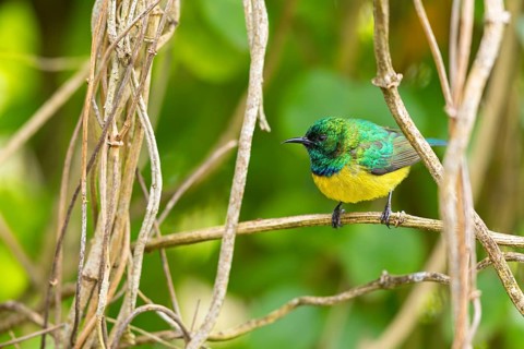 Collared Sunbird, Forest Sunbird, Hedydipna collaris, (Anthodiaeta collaris), (Anthreptes