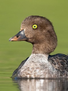 Barrow's Goldeneye (Bucephala islandica) female, British Columbia, Canada