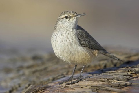 Rock Wren (Salpinctes obsoletus), British Columbia, Canada