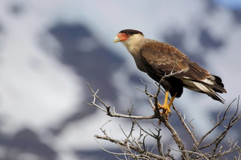 Schopfkarakara, lat. Caracara plancus, in trockener Baumkrone