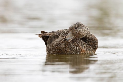 Freckled Duck (Stictonetta naevosa) female, Victoria, Australia