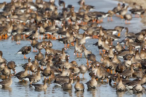 Greater White-fronted Goose (Anser albifrons) huge flock resting in water, North Rhine-Westphalia,