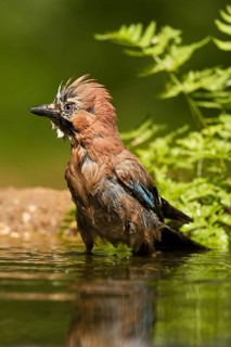 Eurasian Jay (Garrulus glandarius) bathing, Utrecht, Netherlands