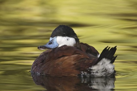 Ruddy Duck (Oxyura jamaicensis), Arizona, USA