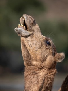 Dromedary (Camelus dromedarius), camel, portrait, Oman
