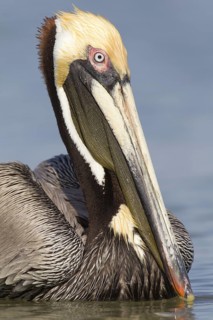 Brown Pelican (Pelecanus occidentalis), Florida, USA