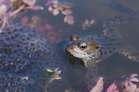 Common frog (Rana temporaria) adult amphibian on the water surface of a garden pond with spawn in
