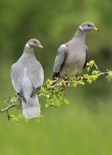 Band-tailed Pigeon (Patagioenas fasciata), British Columbia, Canada