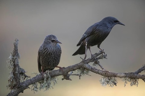 Unicoloured Starling (Sturnus unicolor), Extremadura, Castilla La Mancha, Spain