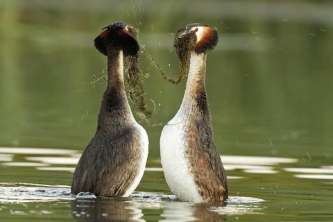 Great Crested Grebe (Podiceps cristatus) pair displaying, Mecklenburg-Western Pomerania, Germany