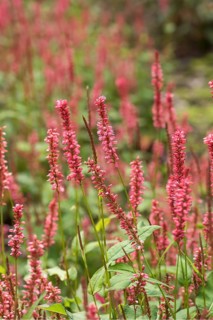 Candle knotweed (Persicaria amplexicaulis 'Orangofield'), Weihenstephaner viewing garden, Germany