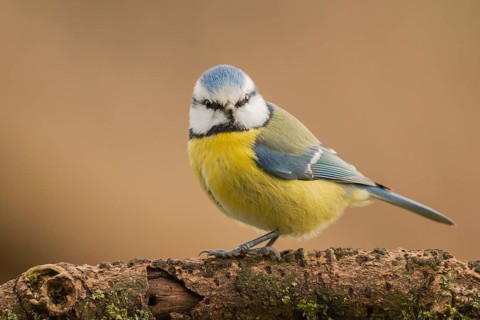 Eurasian Blue Tit (Cyanistes caeruleus) perched on a branch, Lower Saxony, Germany