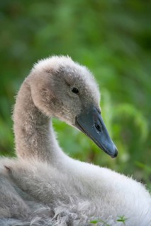 Mute swan (Cygnus olor) juvenile baby cygnet bird head portrait in summer, England, United Kingdom