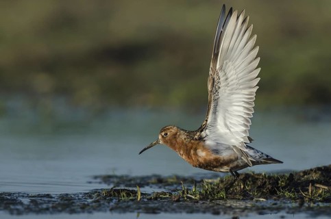 Curlew Sandpiper (Calidris ferruginea), Schleswig-Holstein, Germany