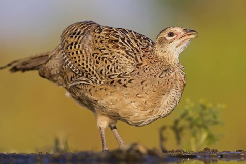 Common Pheasant (Phasianus colchicus) female, Rhineland-Palatinate, Germany