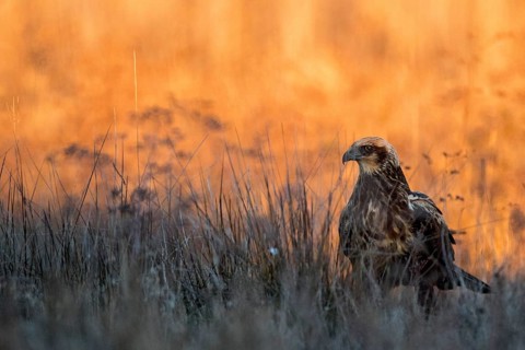 Western Marsh Harrier (Circus aeruginosus) female, Castile-La Mancha, Spain