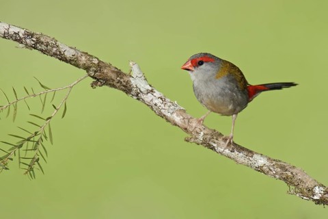 Red-browed Finch (Neochmia temporalis), Queensland, Australia