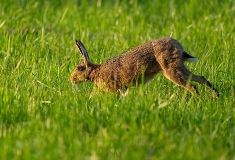 European hare (Lepus europaeus) running across a green meadow, wildlife, Lower Saxony, Germany