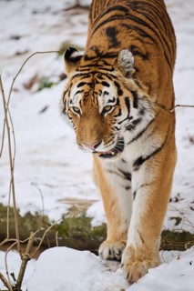 Siberian tiger (Panthera tigris altaica) walking in the snow in winter, captive, Germany