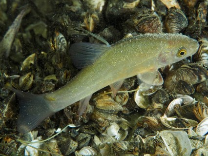 A tench (Tinca tinca) juvenile swims over an area with quagga triangle mussels (Dreissena