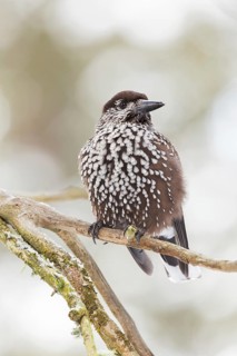 Spotted Nutcracker (Nucifraga caryocatactes), St. Gallen, Switzerland