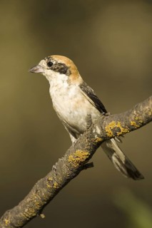 Woodchat Shrike (Lanius senator), Castile-La Mancha, Spain