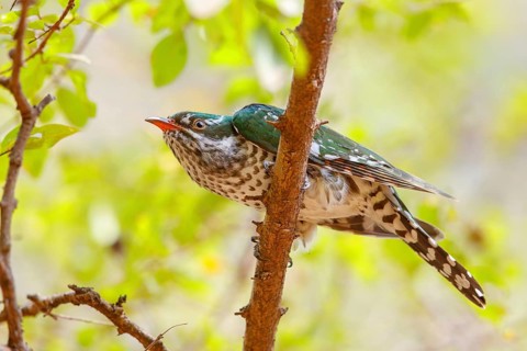 Golden cuckoo, Afrotropical species, family of golden cuckoos, cuckoo, (Chrysococcyx caprius), Wadi