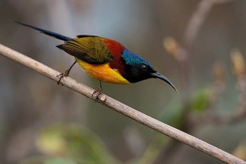 Green-tailed Sunbird (Aethopyga nipalensis) male, West Bengal, India