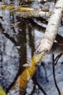 Reflection of birch trunks in the calm water of a pond in a quiet atmosphere, Nettetal, North