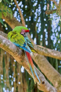 Great green macaw (Ara ambiguus) Costa Rica